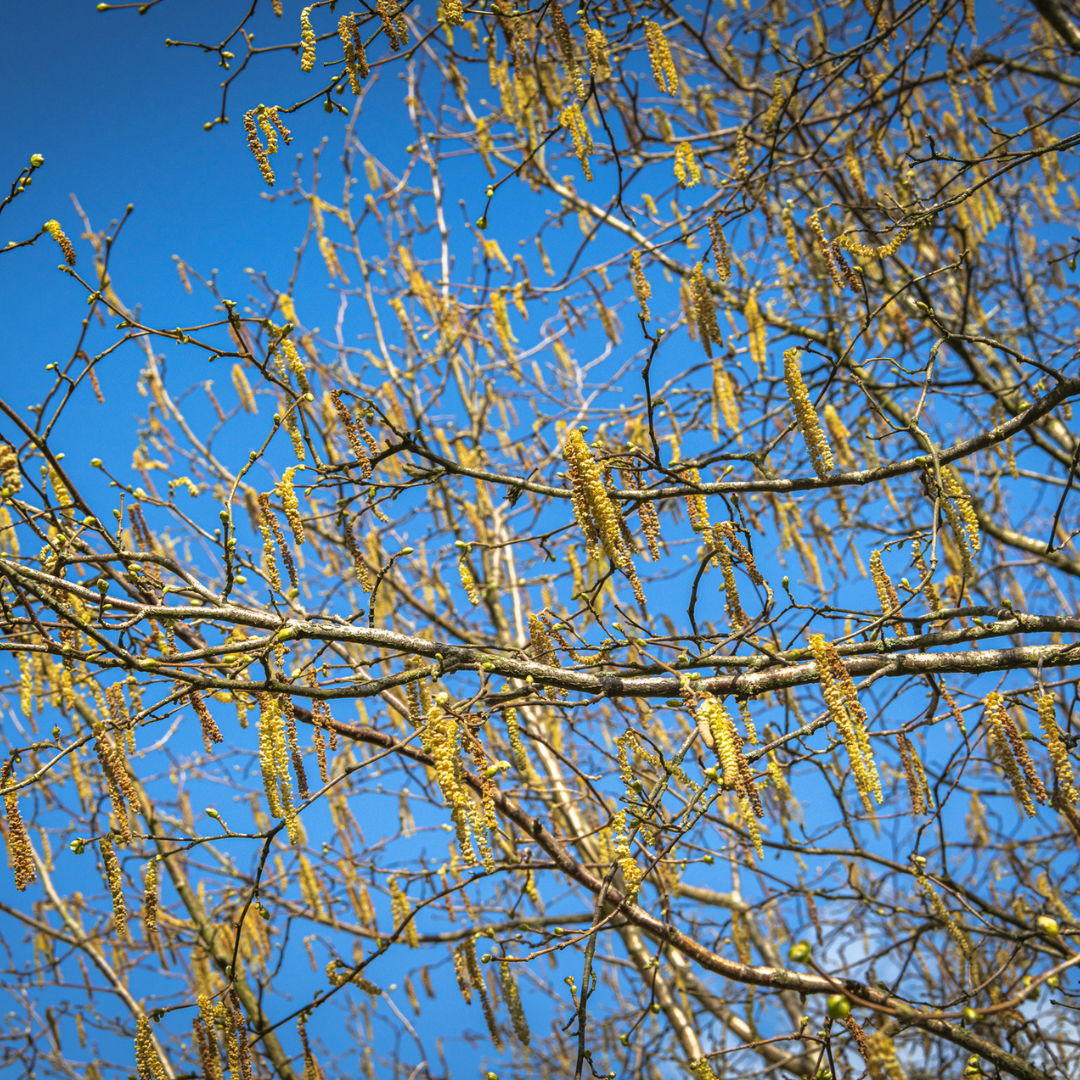Common Filbert Tree Seeds | Corylus avellana