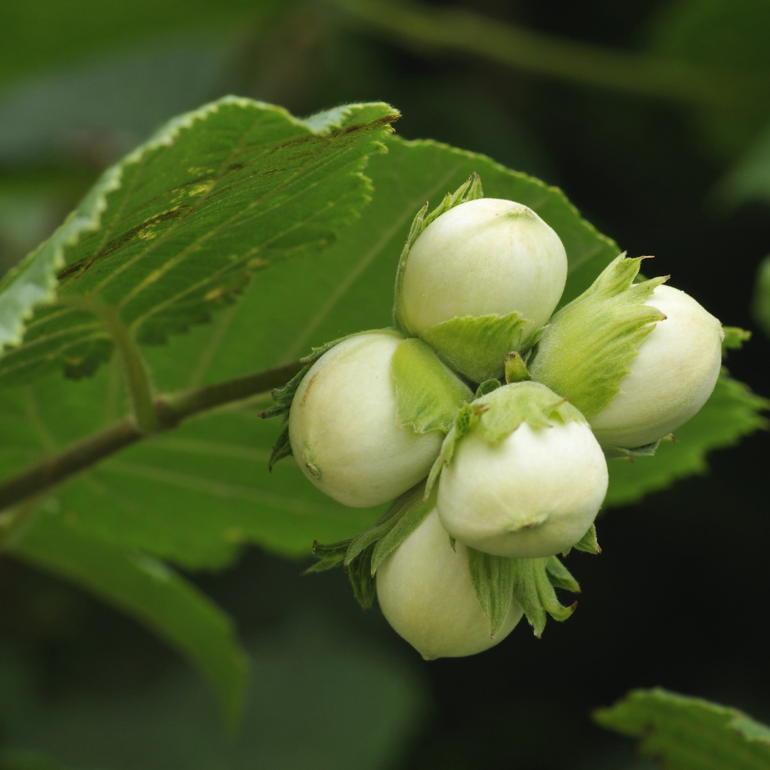 Common Filbert Tree Seeds | Corylus avellana