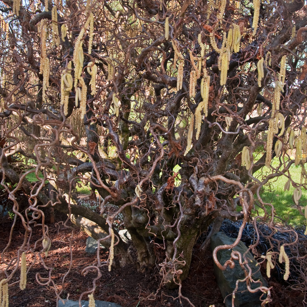 Common Filbert Tree Seeds | Corylus avellana