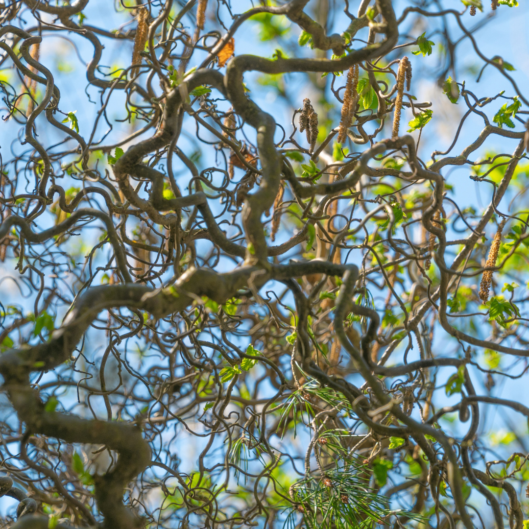 Common Filbert Tree Seeds | Corylus avellana