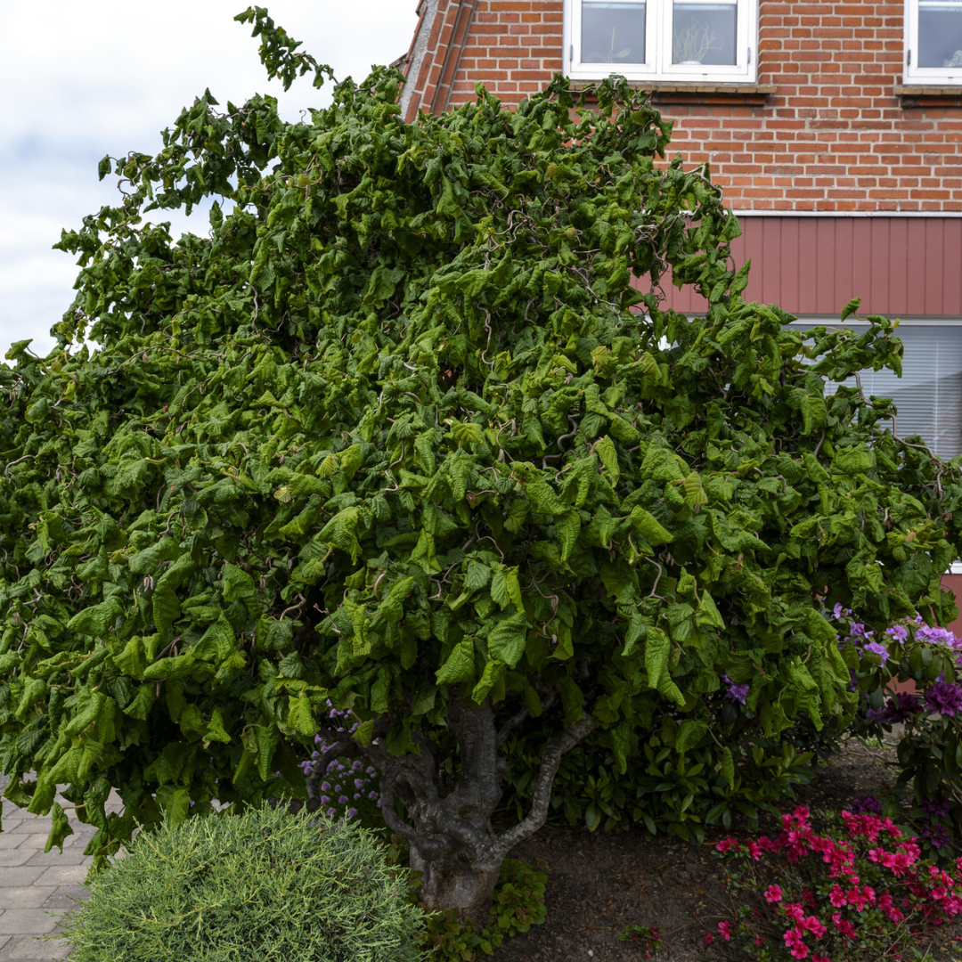 Common Filbert Tree Seeds | Corylus avellana
