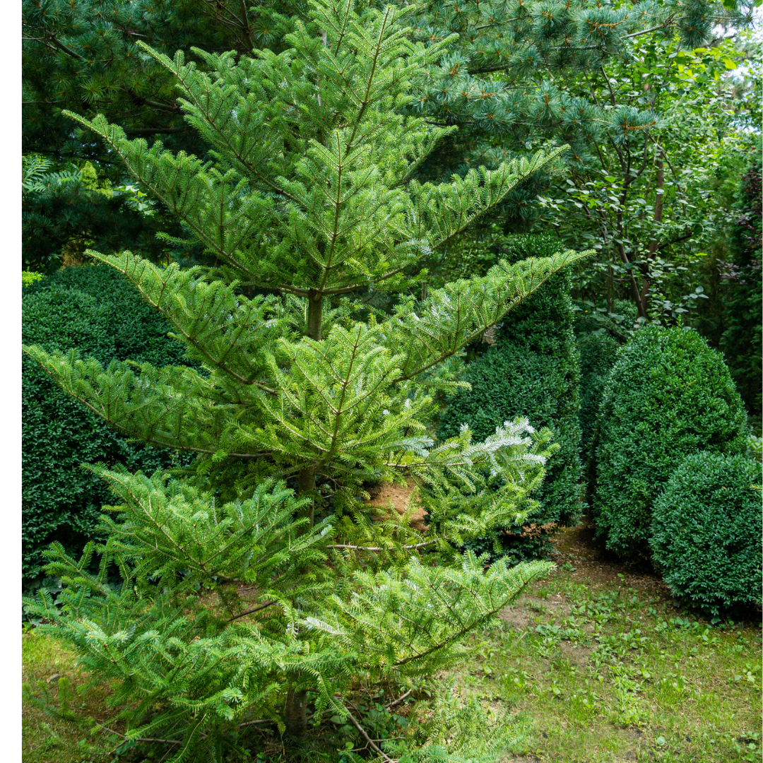 Korean Fir Tree Seeds (Abies koreana)