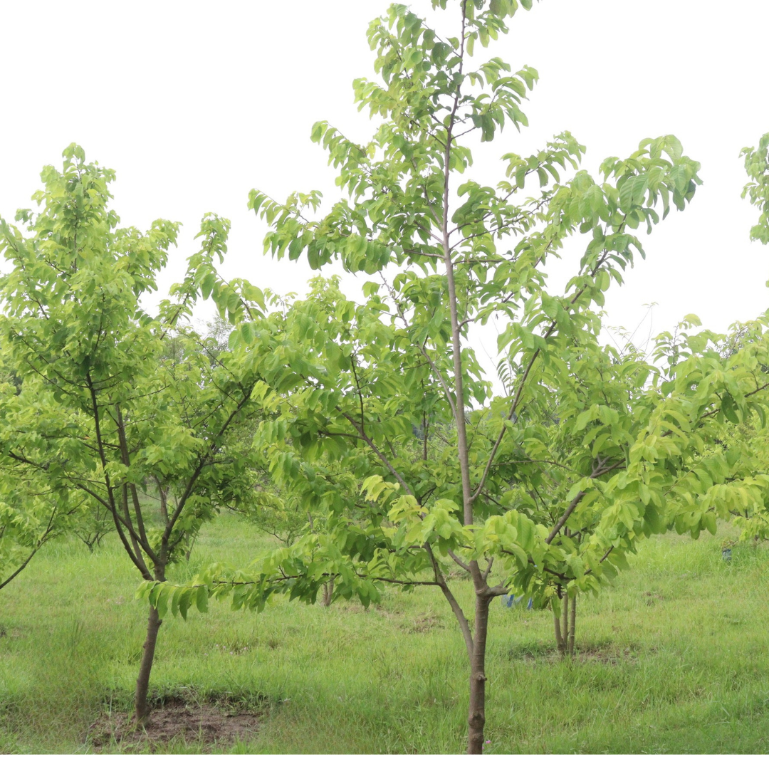Allegheny Pawpaw Tree Seeds (Asimina triloba 'Allegheny')