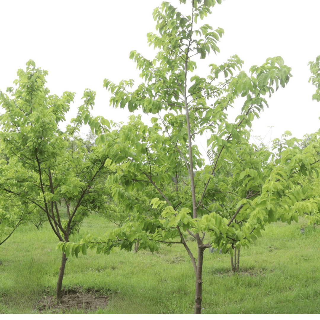Allegheny Pawpaw Tree Seeds (Asimina triloba 'Allegheny')
