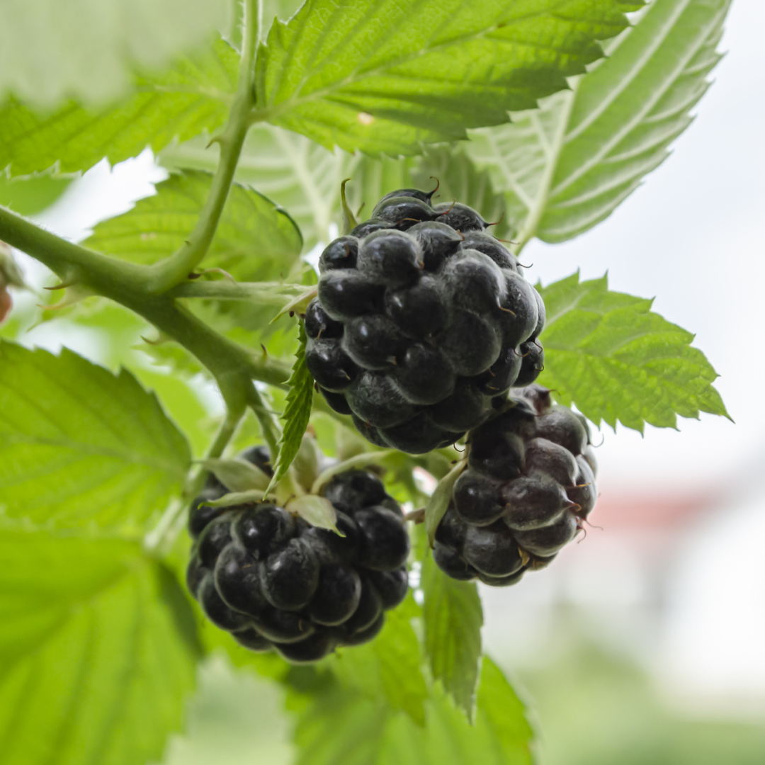 Black Raspberry-Rubus occidentalis