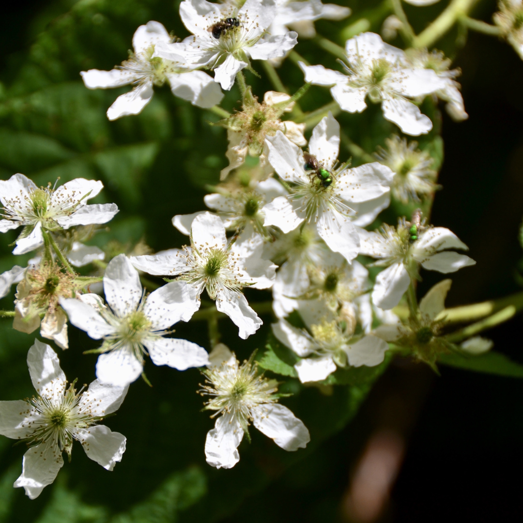 Black Raspberry-Rubus occidentalis
