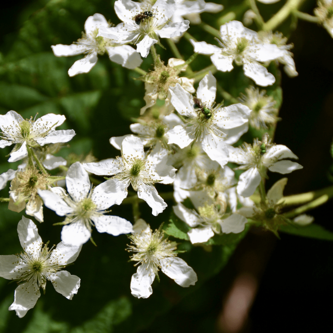 Black Raspberry Tree Seeds | Blackcap | (Rubus occidentalis)