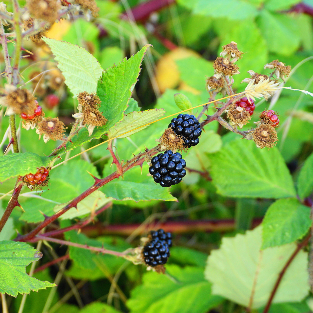 Black Raspberry-Rubus occidentalis