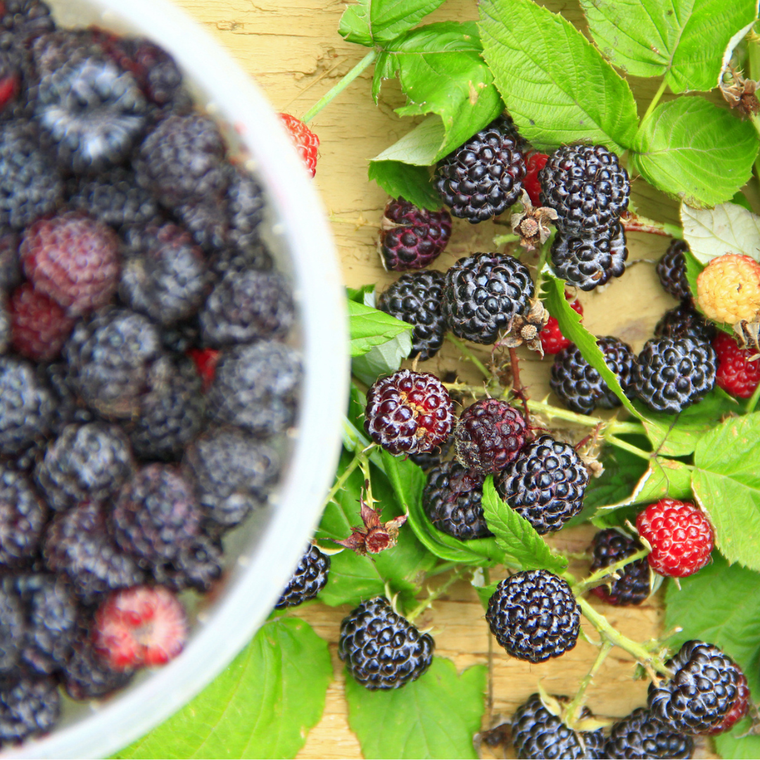 Black Raspberry-Rubus occidentalis