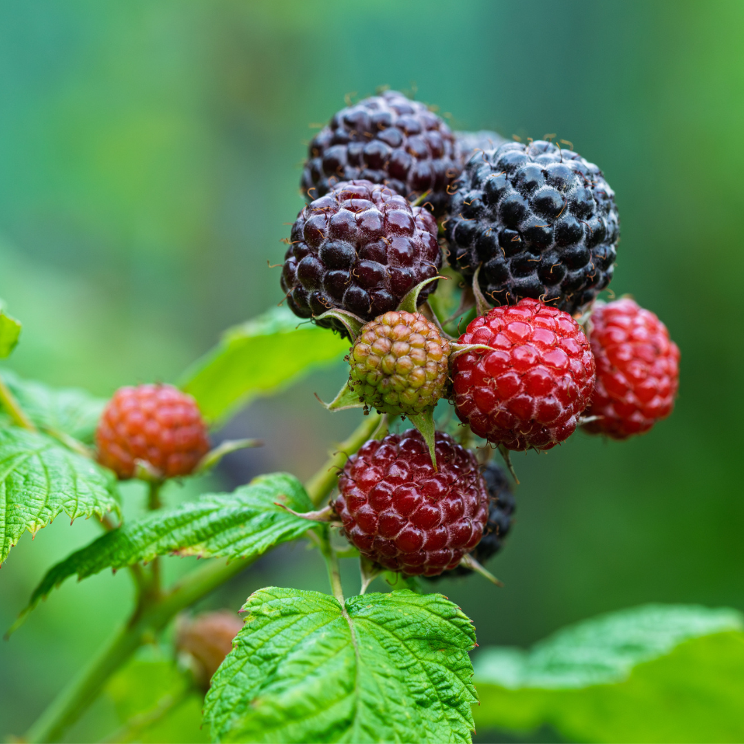 Black Raspberry-Rubus occidentalis