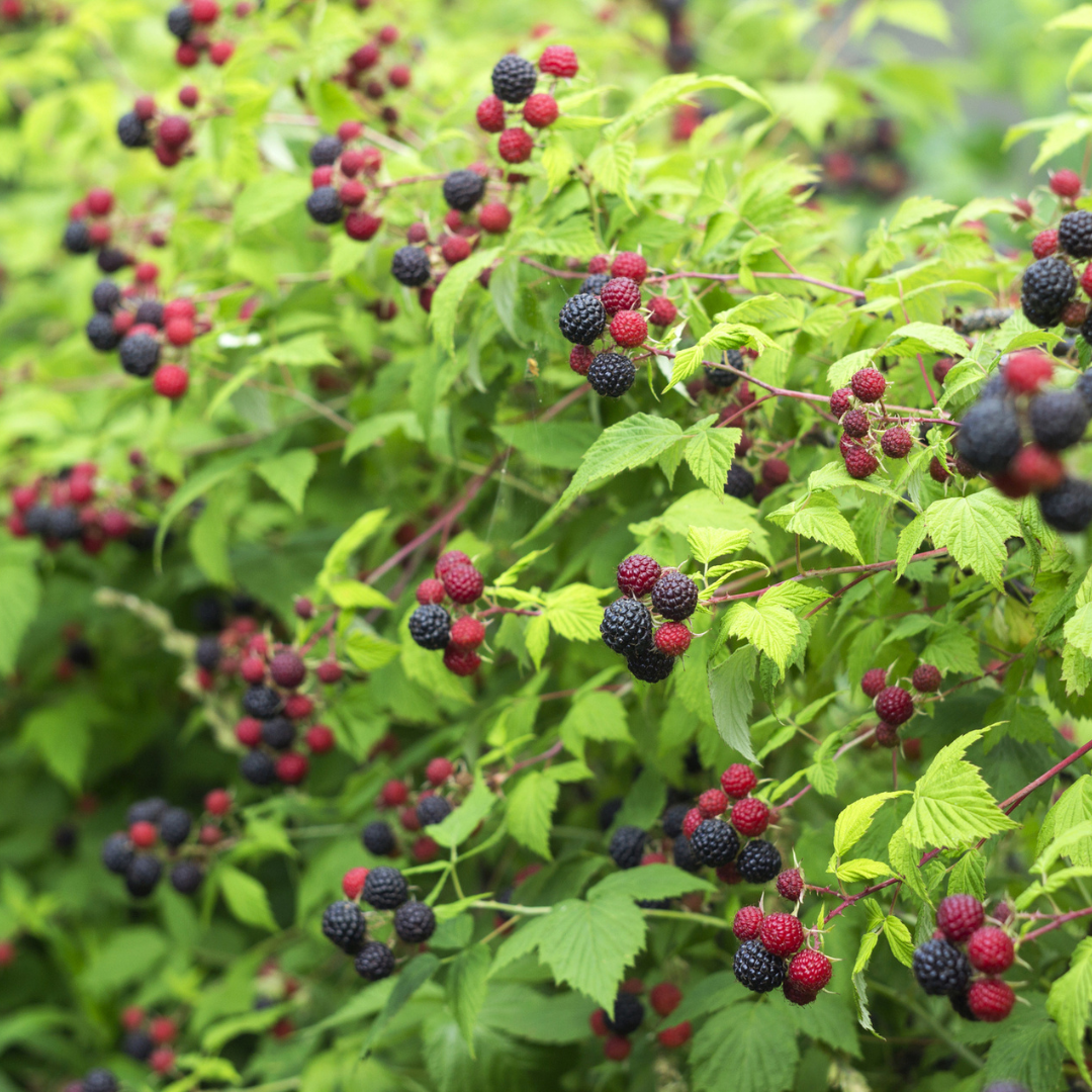 Black Raspberry-Rubus occidentalis
