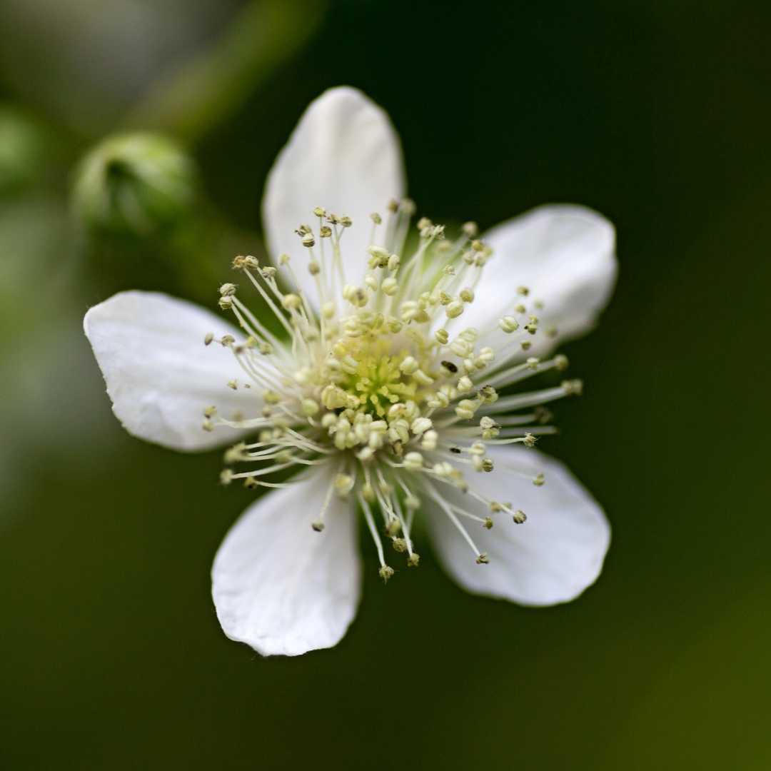 Black Raspberry-Rubus occidentalis