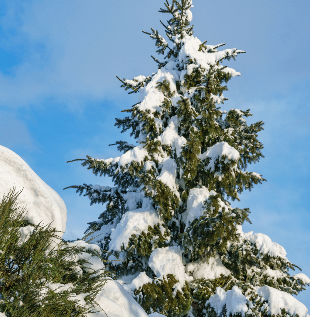 Serbian Spruce Tree Seeds (Picea omorika)