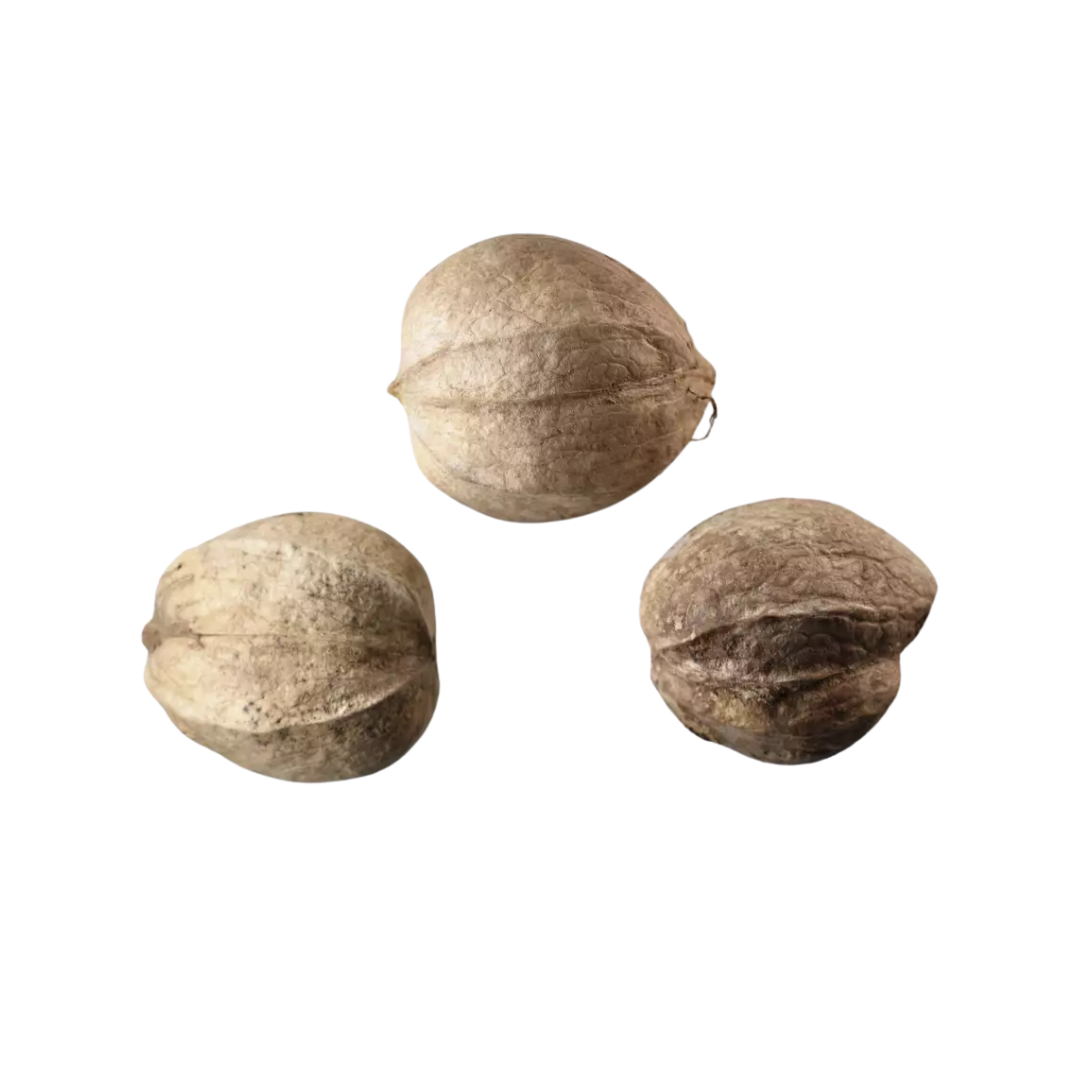 Shellbark Hickory Tree Seeds | Carya laciniosa
