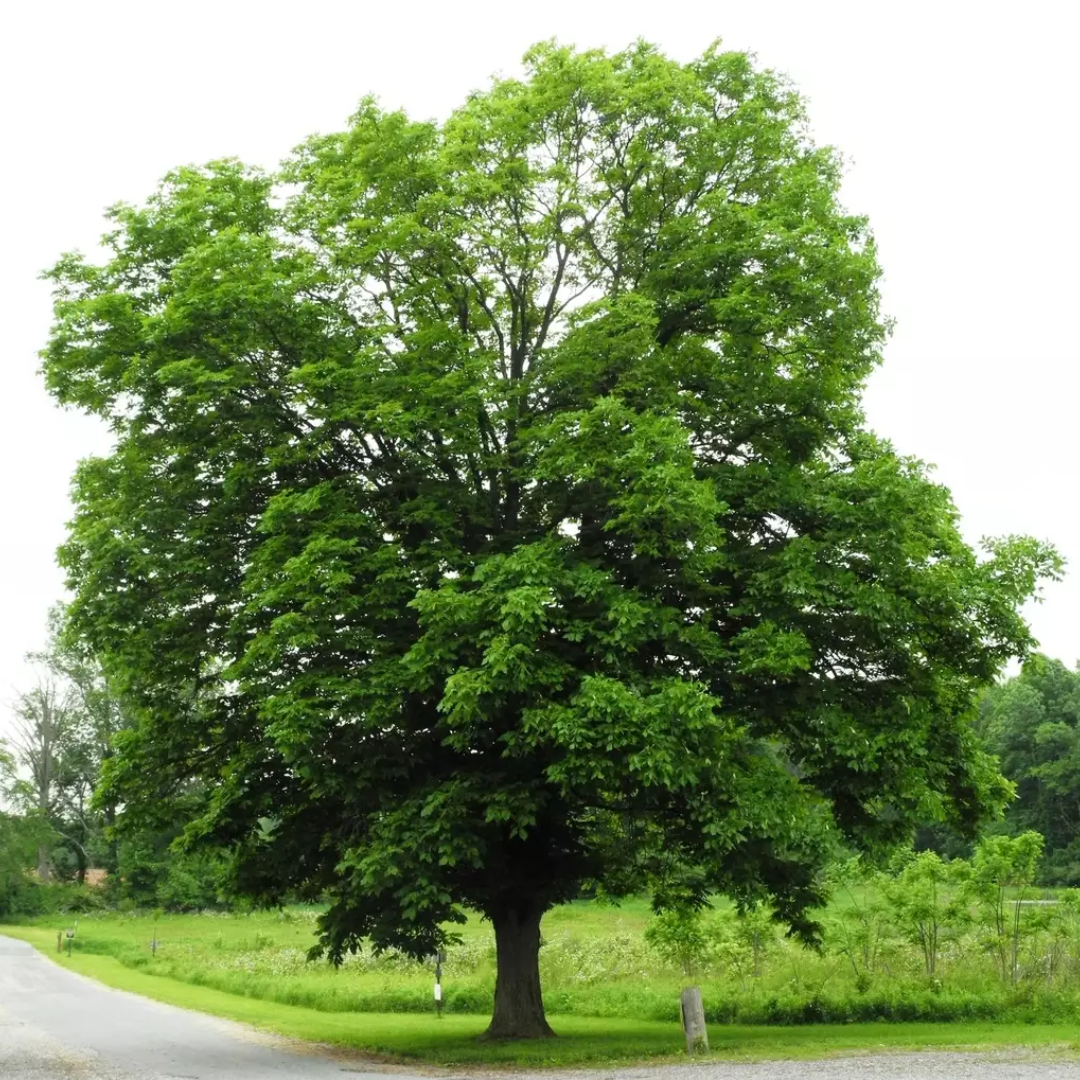 Shellbark Hickory Tree Seeds | Carya laciniosa | Native Nut Tree