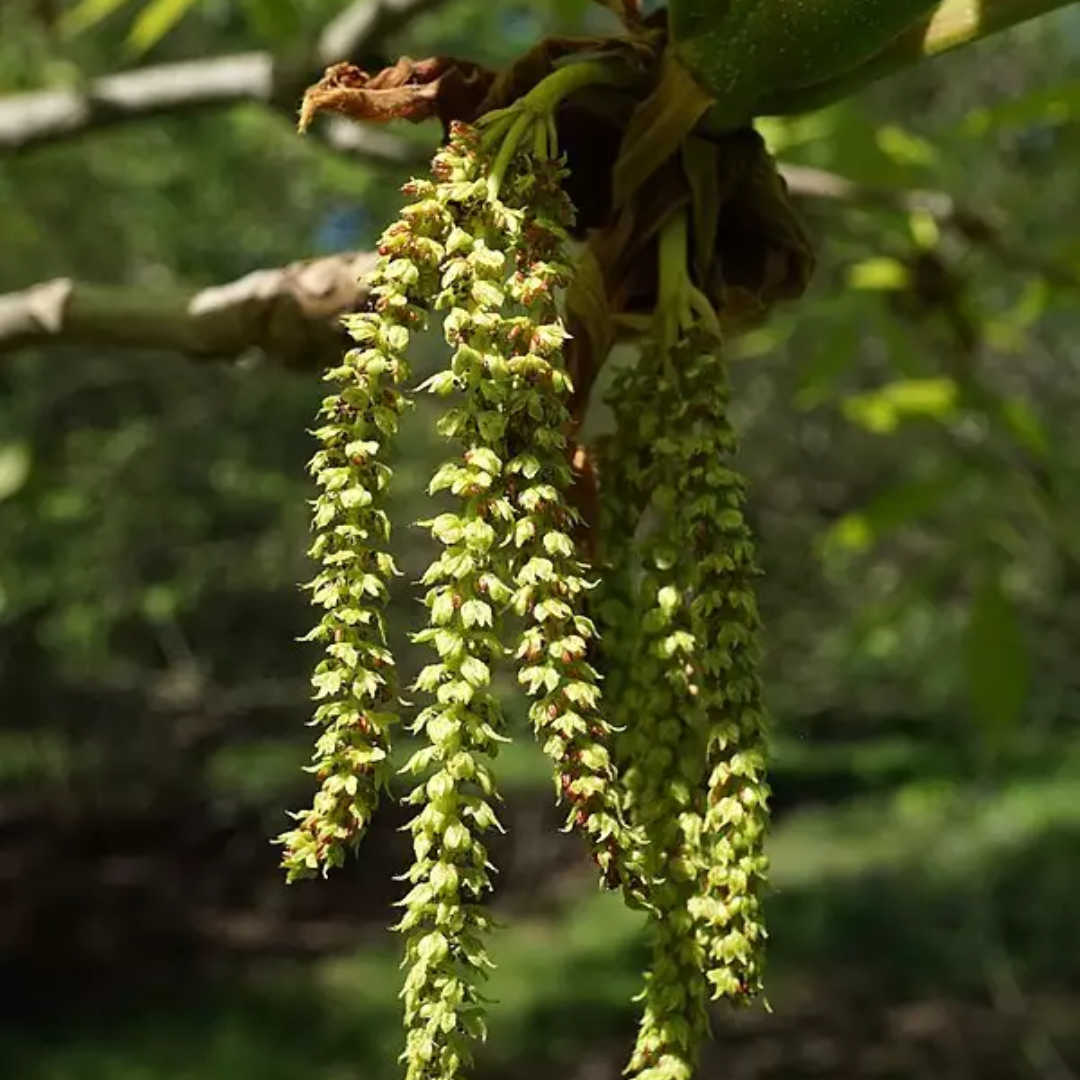 Shellbark Hickory Tree Seeds | Carya laciniosa