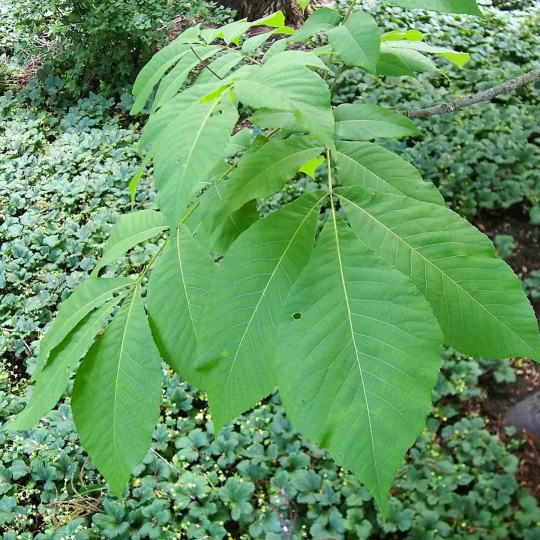 Shellbark Hickory Tree Seeds | Carya laciniosa