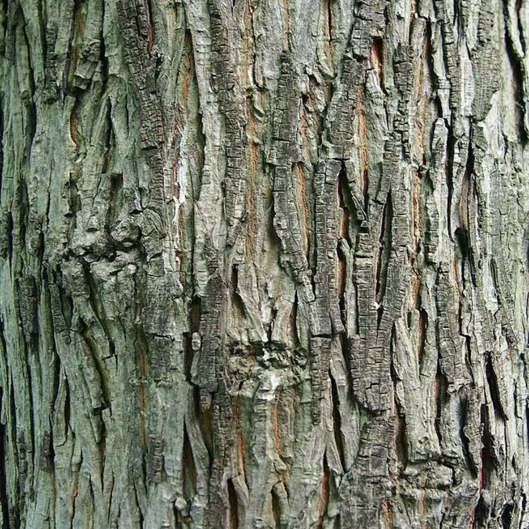 Shellbark Hickory Tree Seeds | Carya laciniosa