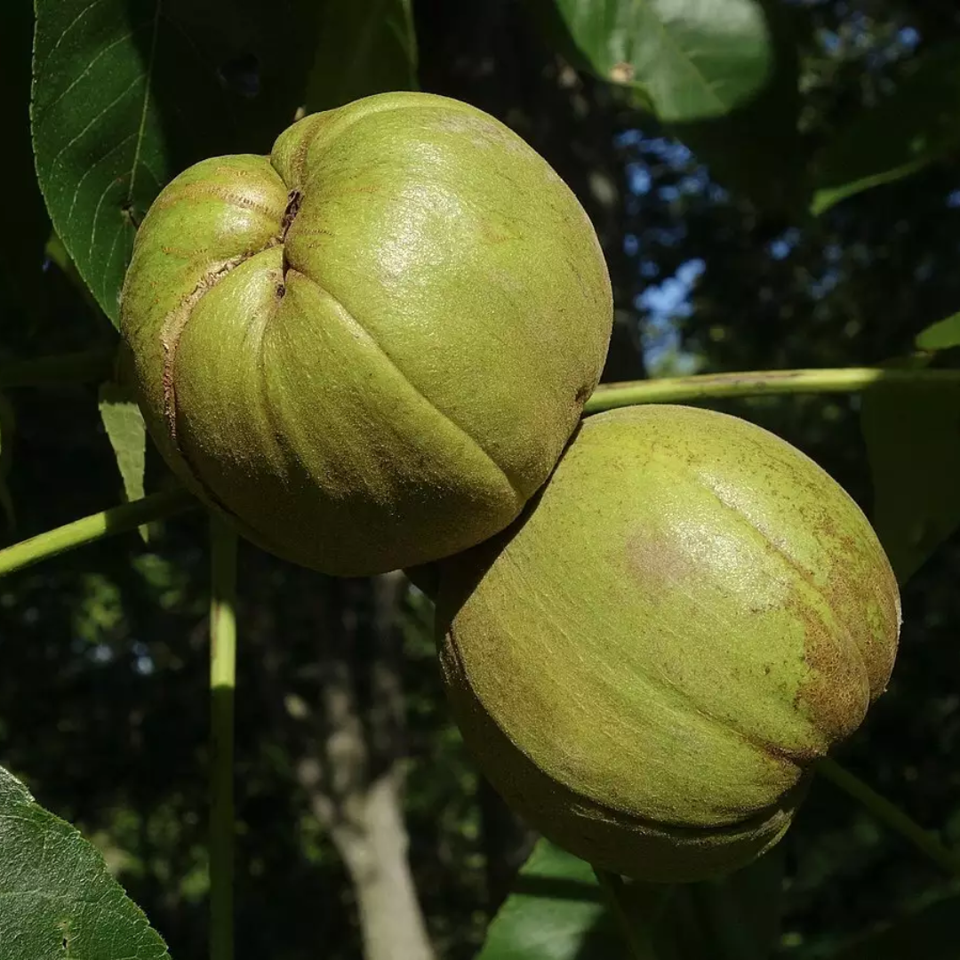 Shellbark Hickory Tree Seeds | Carya laciniosa