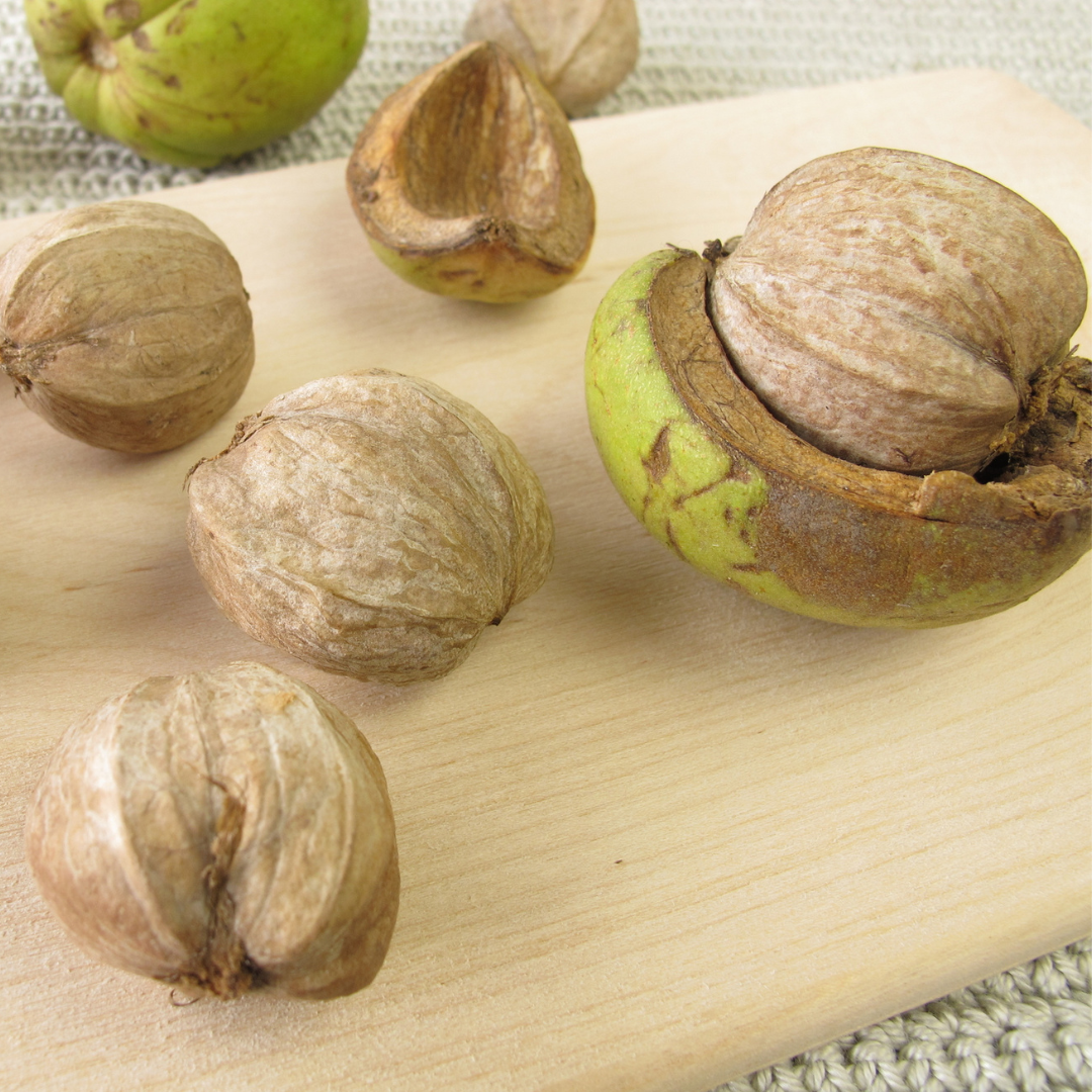 Shellbark Hickory Tree Seeds | Carya laciniosa