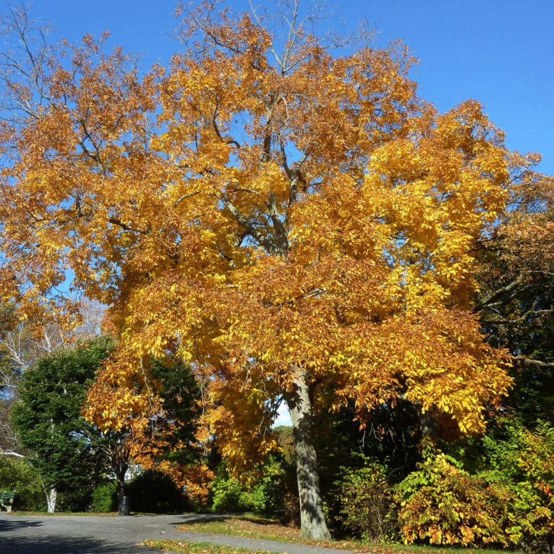 Shellbark Hickory Tree Seeds | Kingnut Hickory | (Carya laciniosa)
