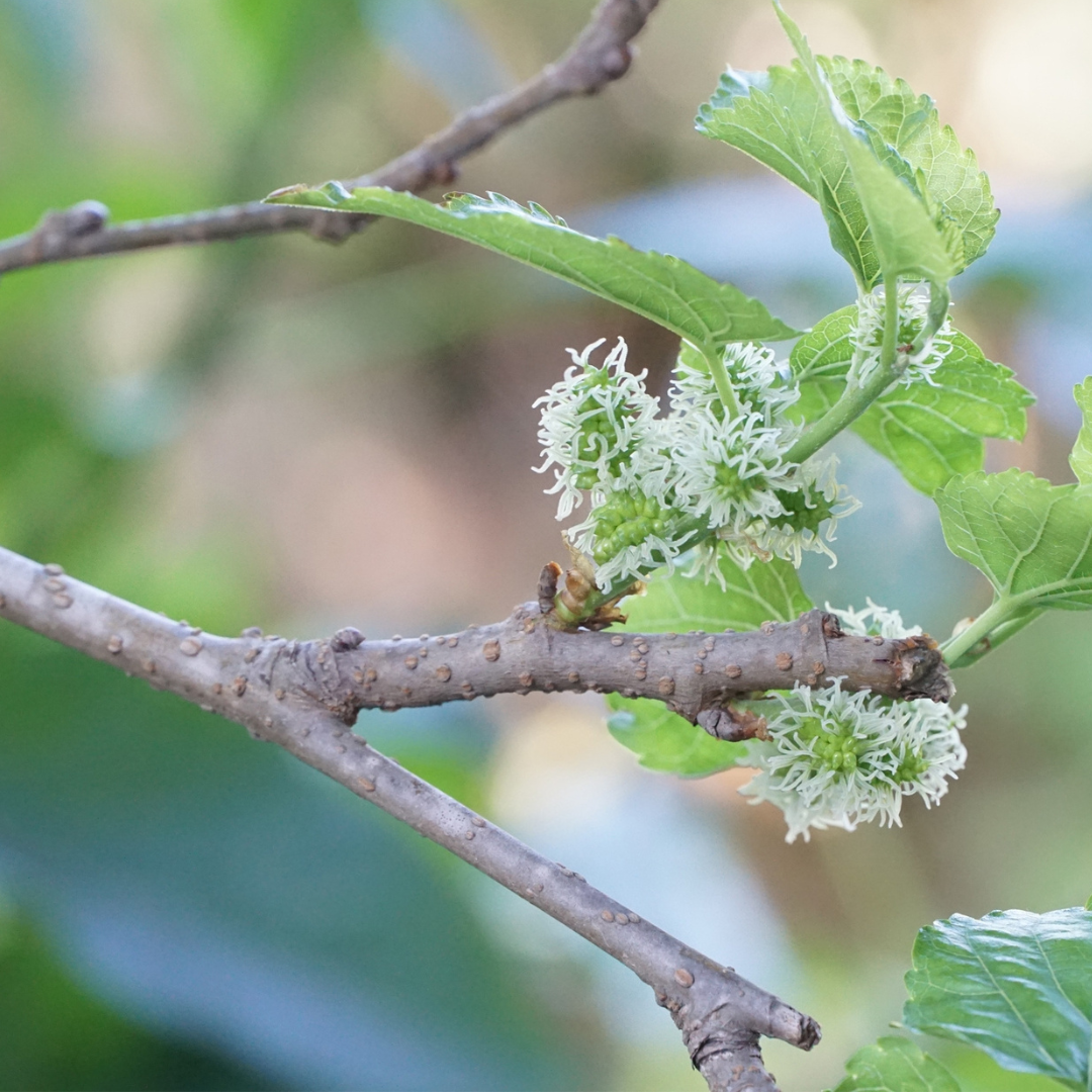 White Mulberry-Morus alba