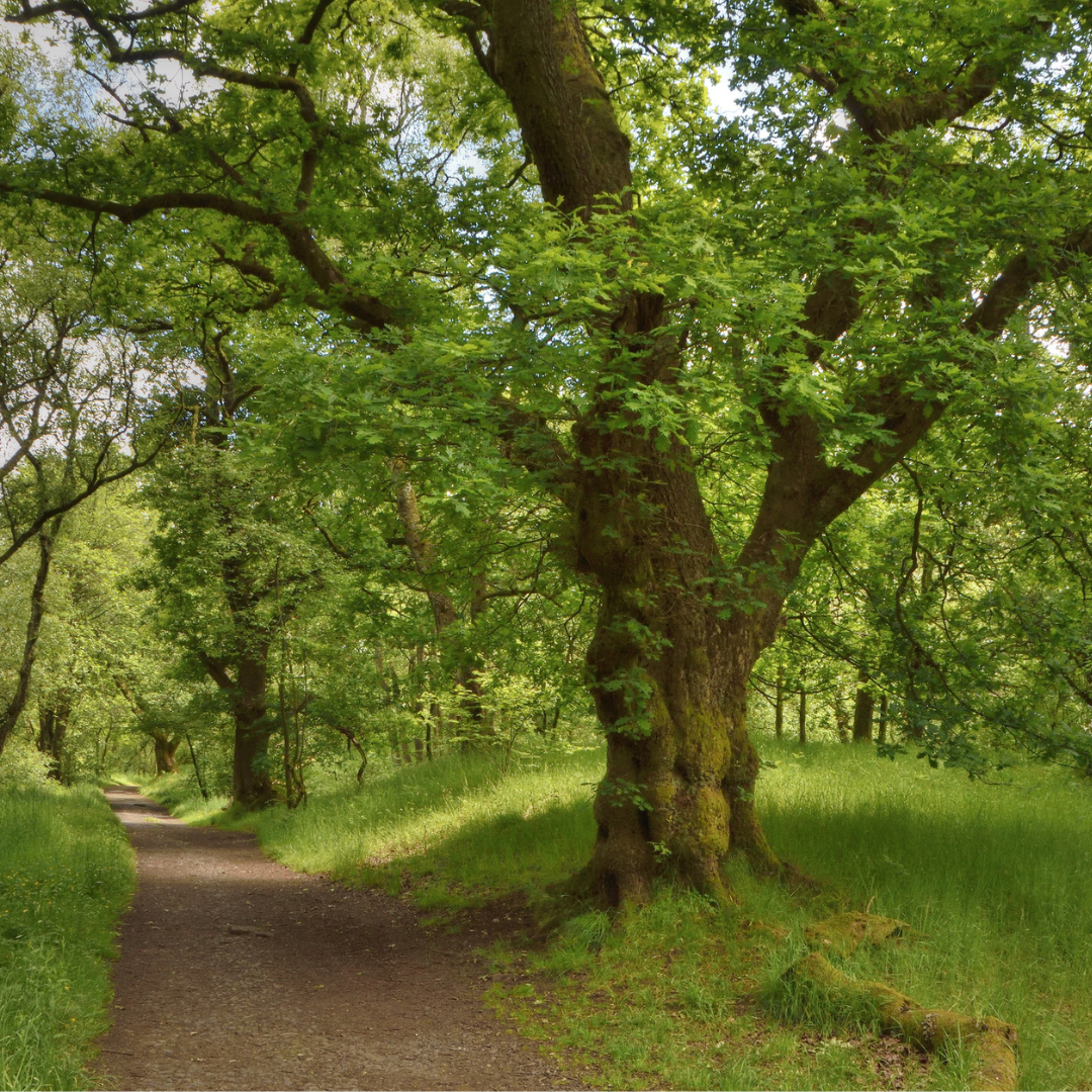 White Oak Tree Seeds | Quercus alba