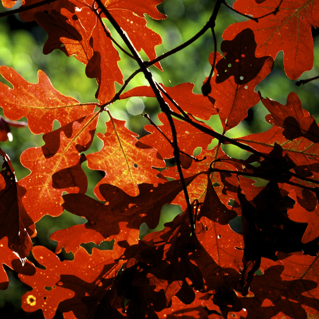 White Oak Tree Seeds | Quercus alba