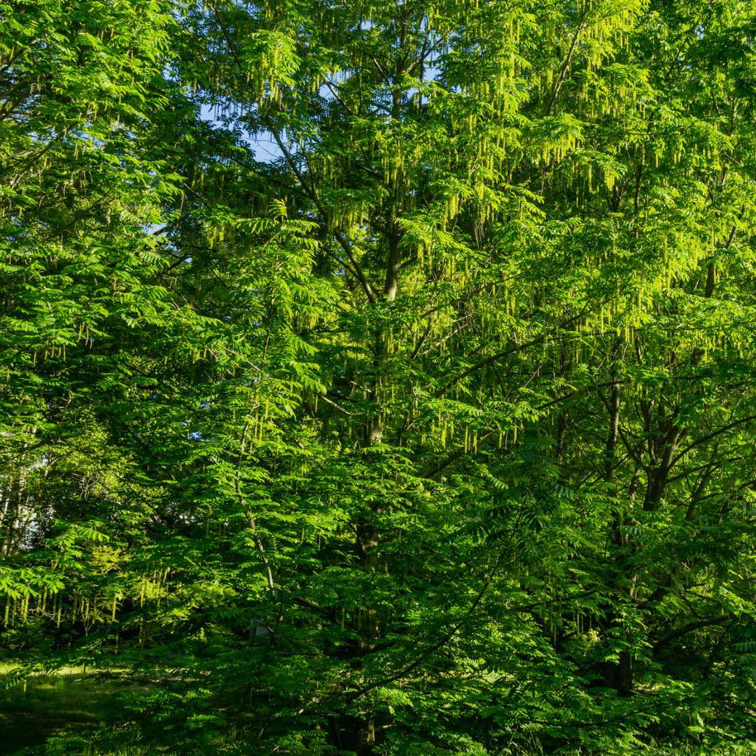 Wild Pecan Tree Seeds | (Carya illinoinensis)