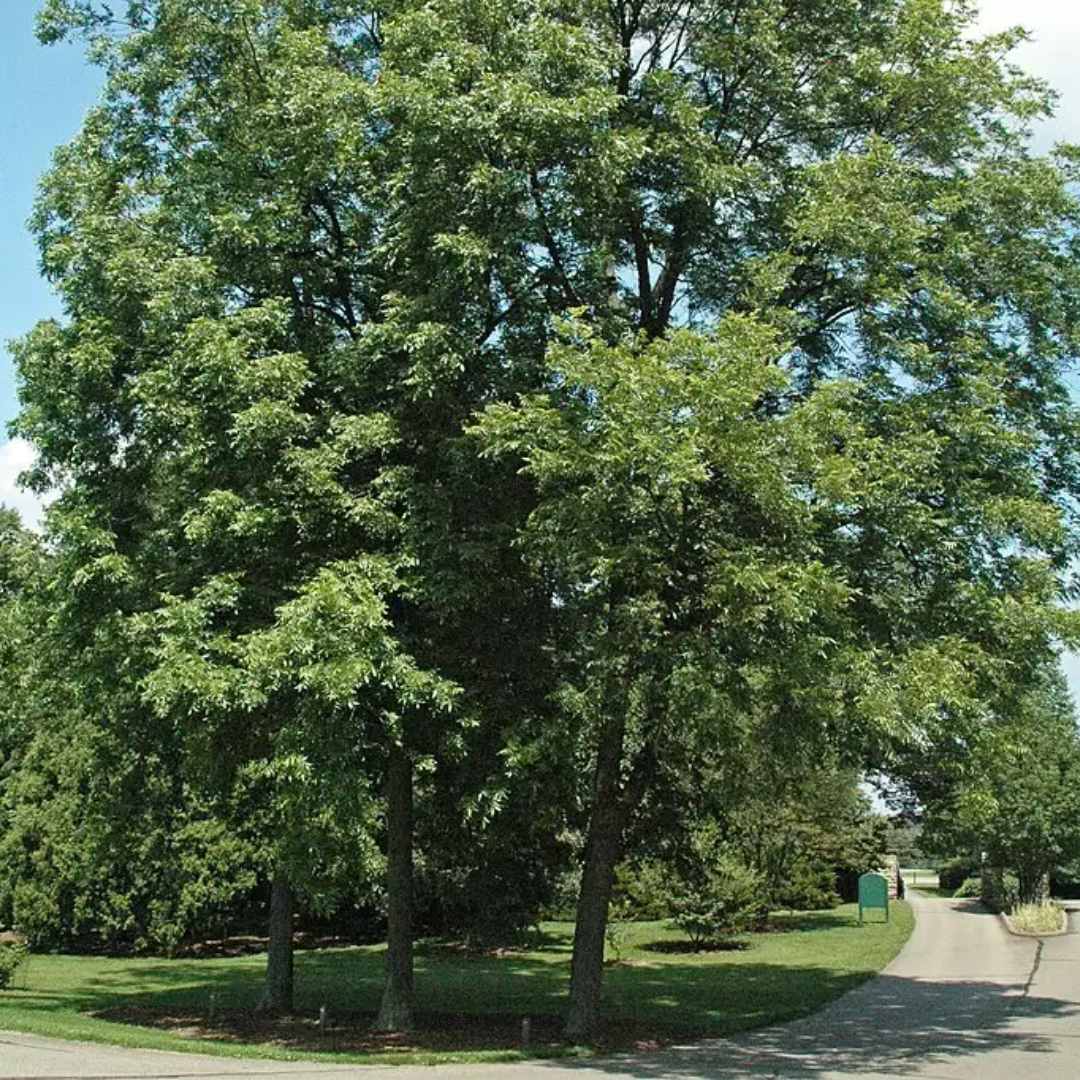 Wild Pecan Tree Seeds (Carya illinoinensis)