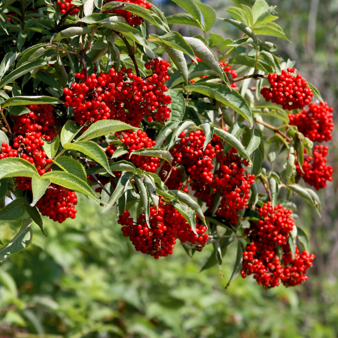 Red Elderberry Seeds-(sambucus racemosa)