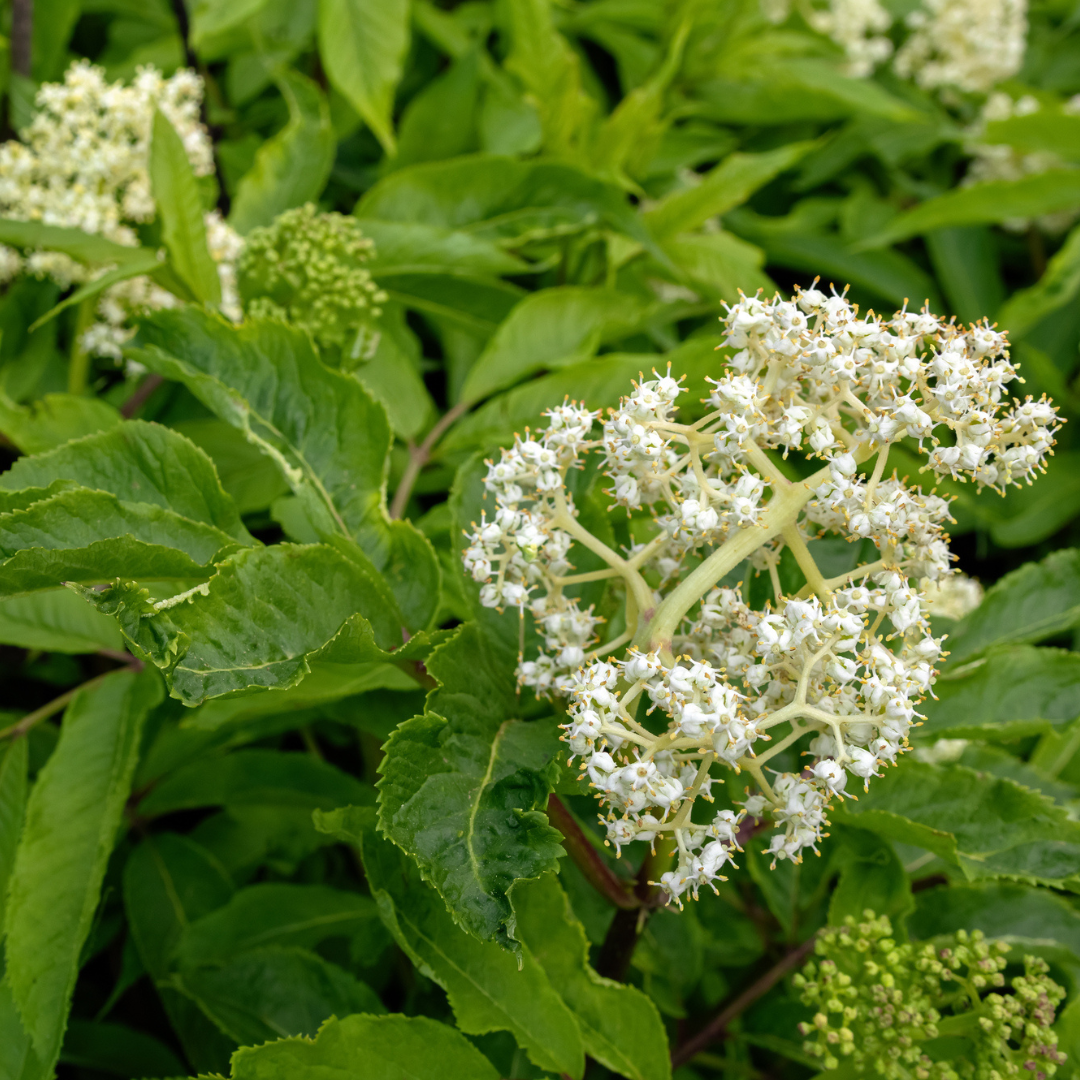 Red Elderberry Seeds-(sambucus racemosa)