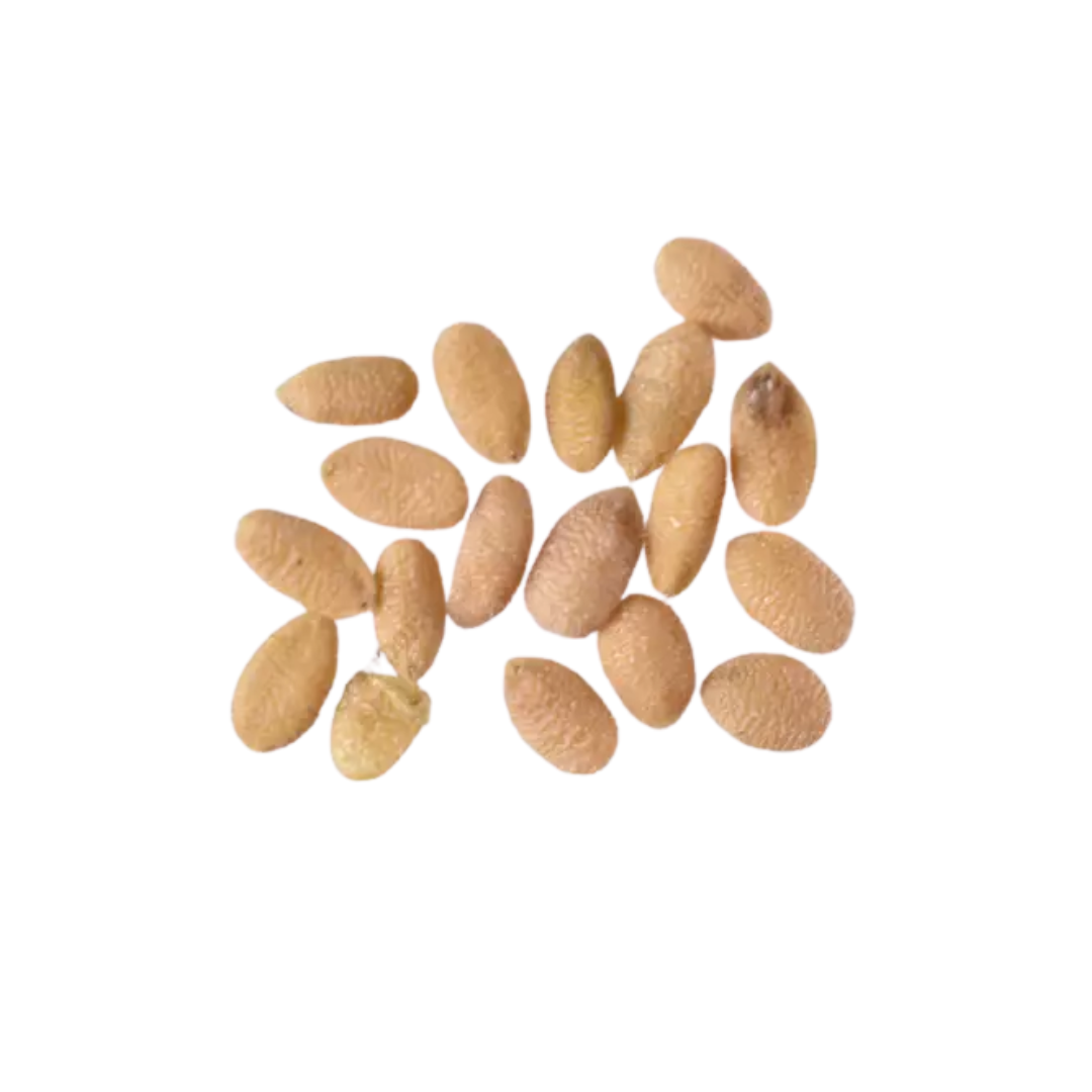 Red Elderberry Seeds-(sambucus racemosa)