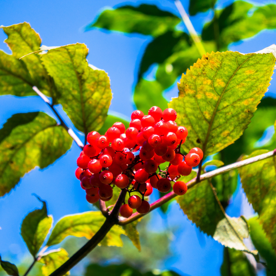 Red Elderberry Seeds-(sambucus racemosa)
