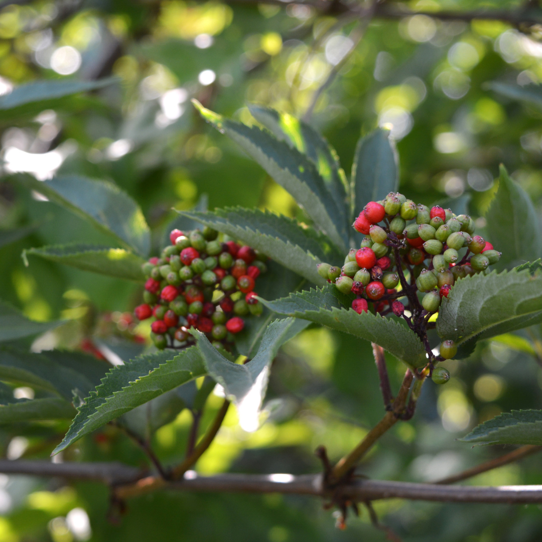 Red Elderberry Seeds-(sambucus racemosa)