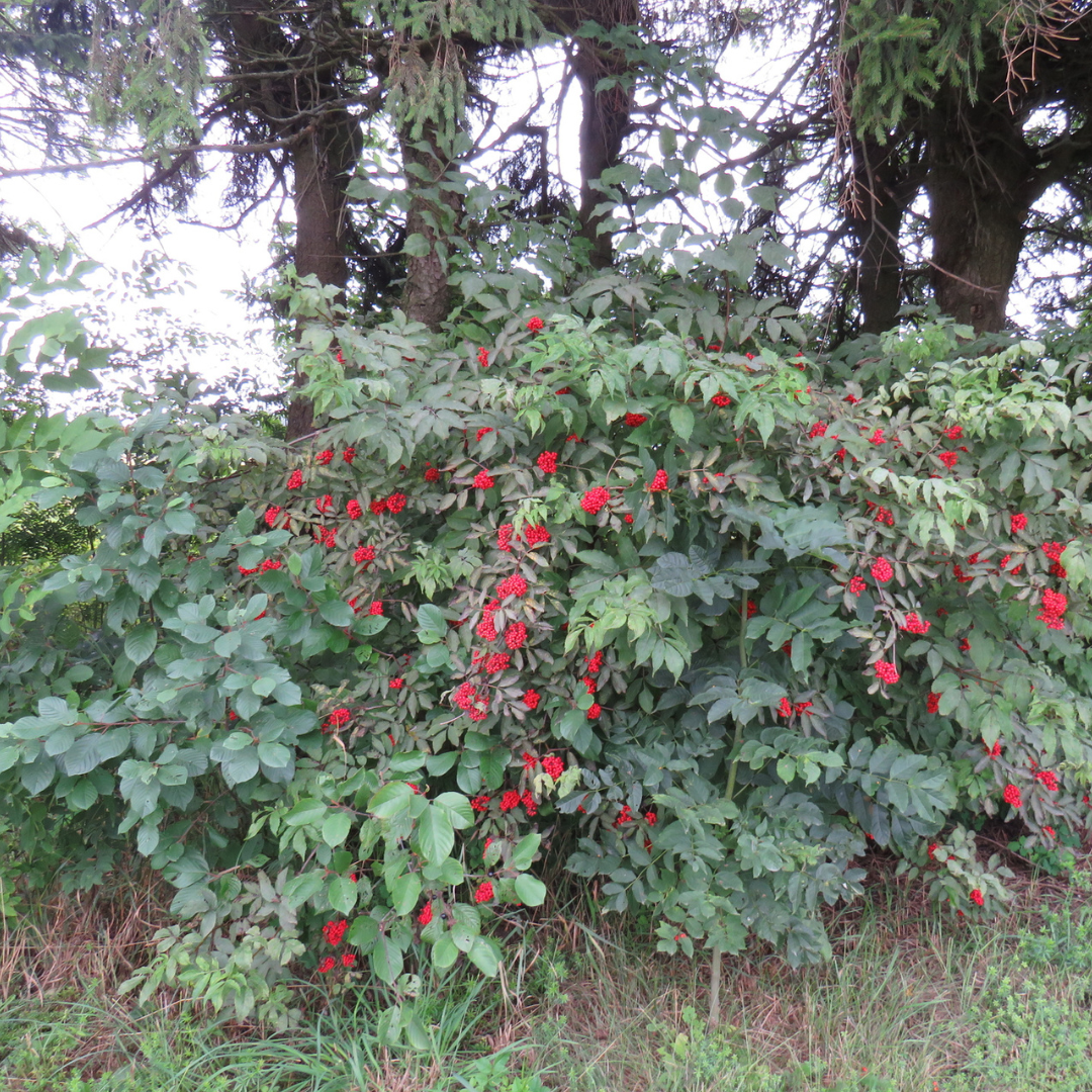 Red Elderberry Seeds-(sambucus racemosa)