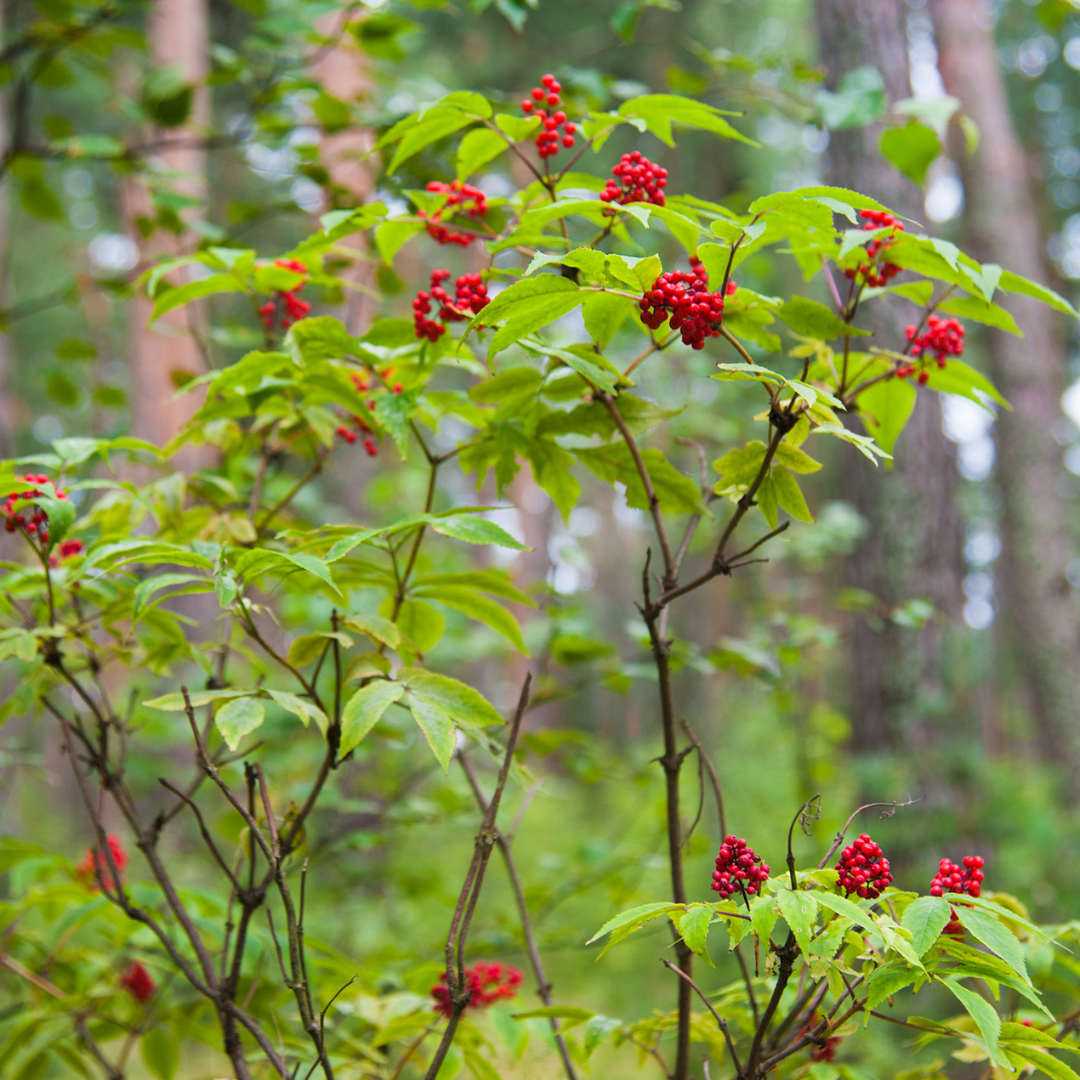 Red Elderberry Seeds-(sambucus racemosa)