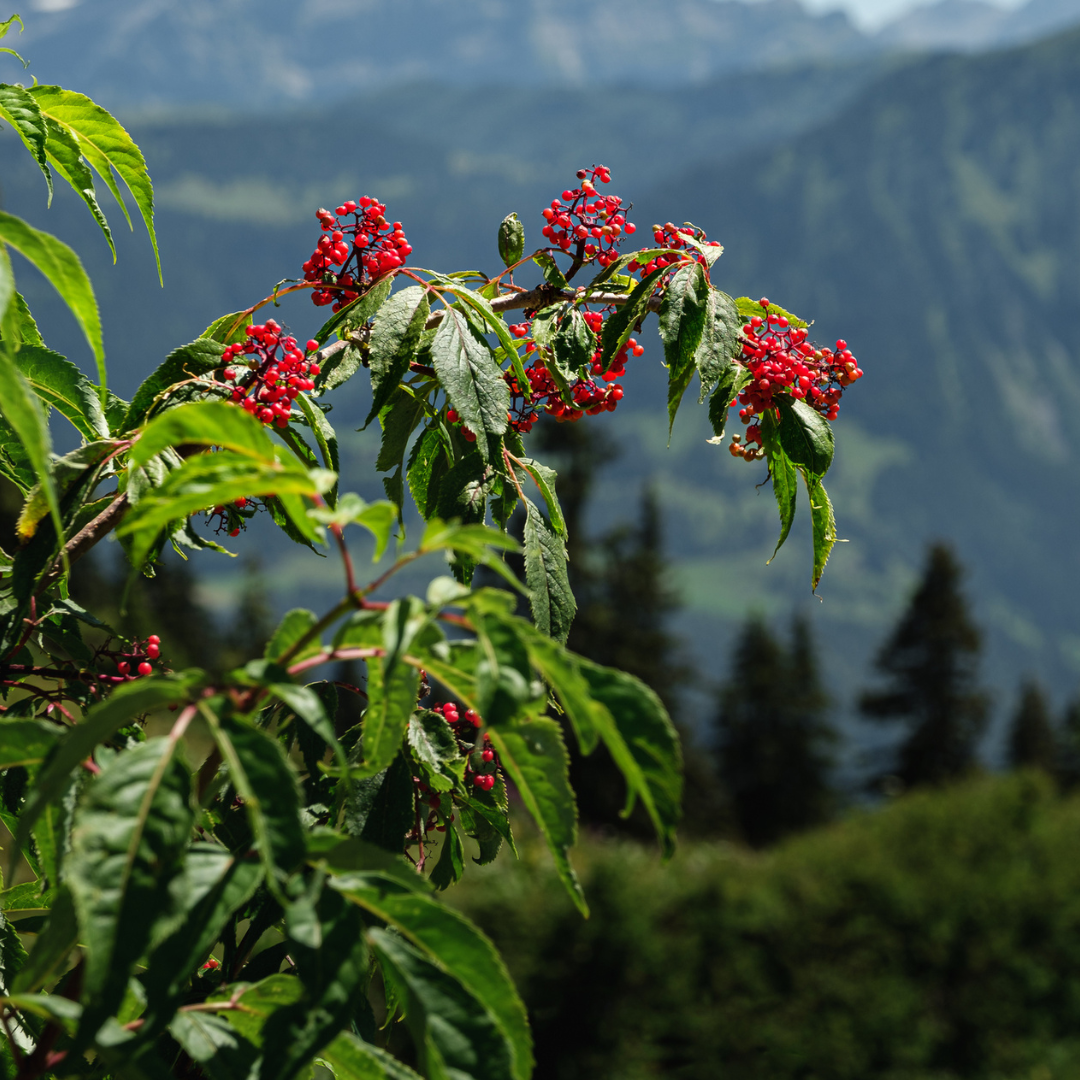 Red Elderberry Tree Seeds | Sambucus racemosa | Wildlife Shrub