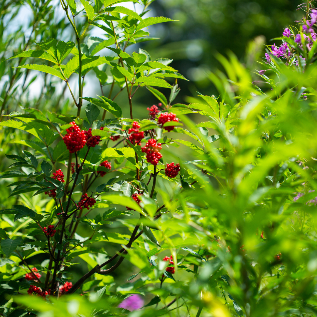 Red Elderberry Seeds-(sambucus racemosa)