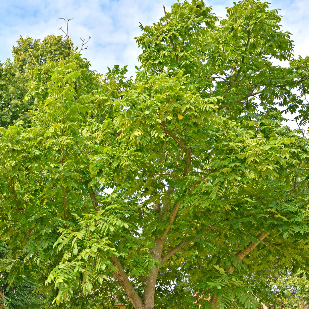 Heartnut Tree Seeds (Juglans ailantifolia var. cordiformis)