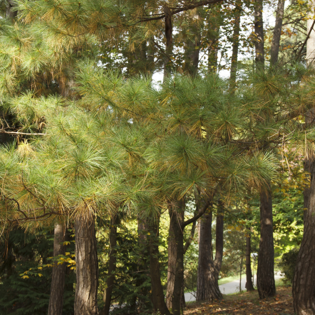 Forest scene with tall EASTERN WHITE PINE trees and green foliage