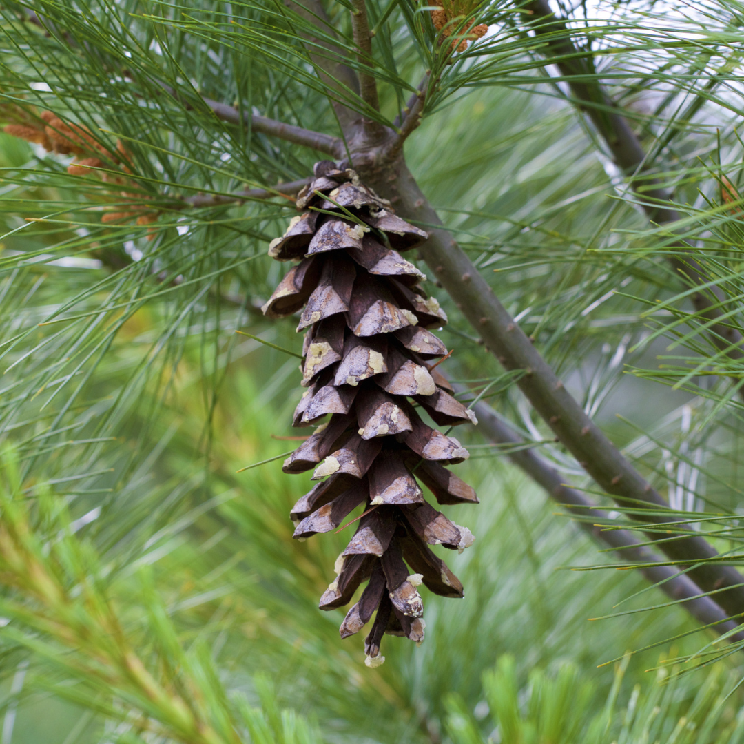 Eastern White Pine Tree Seeds-(Pinus strobus)