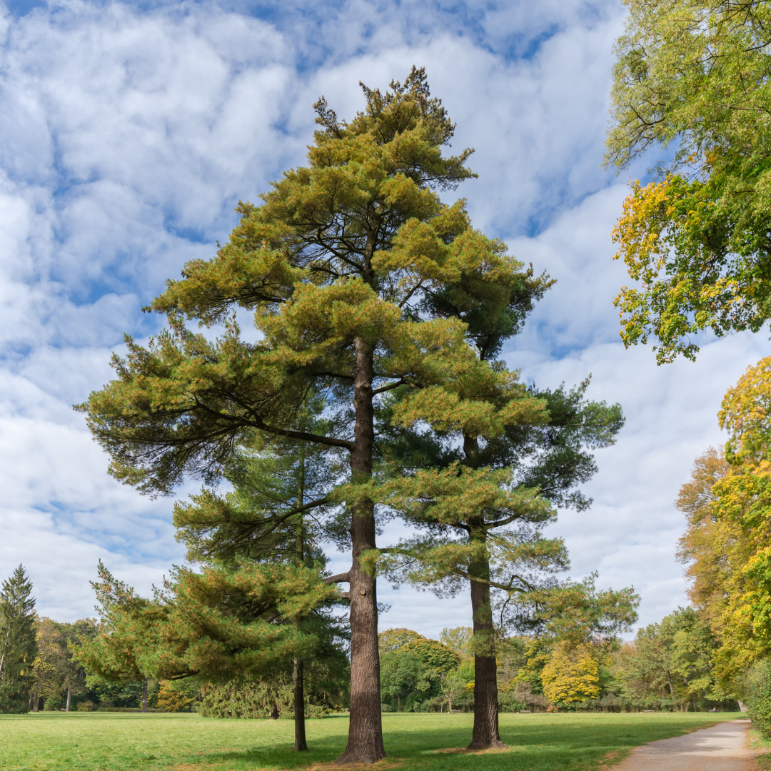 Eastern White Pine Tree Seeds-(Pinus strobus)