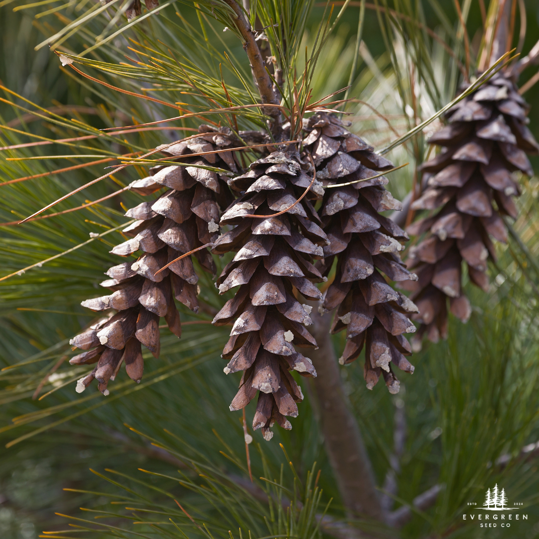 Eastern White Pine Tree Seeds-(Pinus strobus)