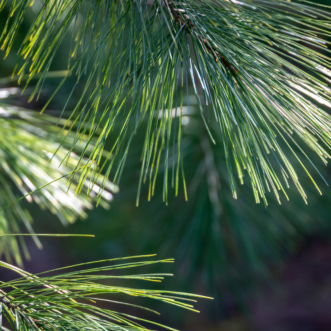 planting white pine seeds Eastern White Pine Tree Seeds