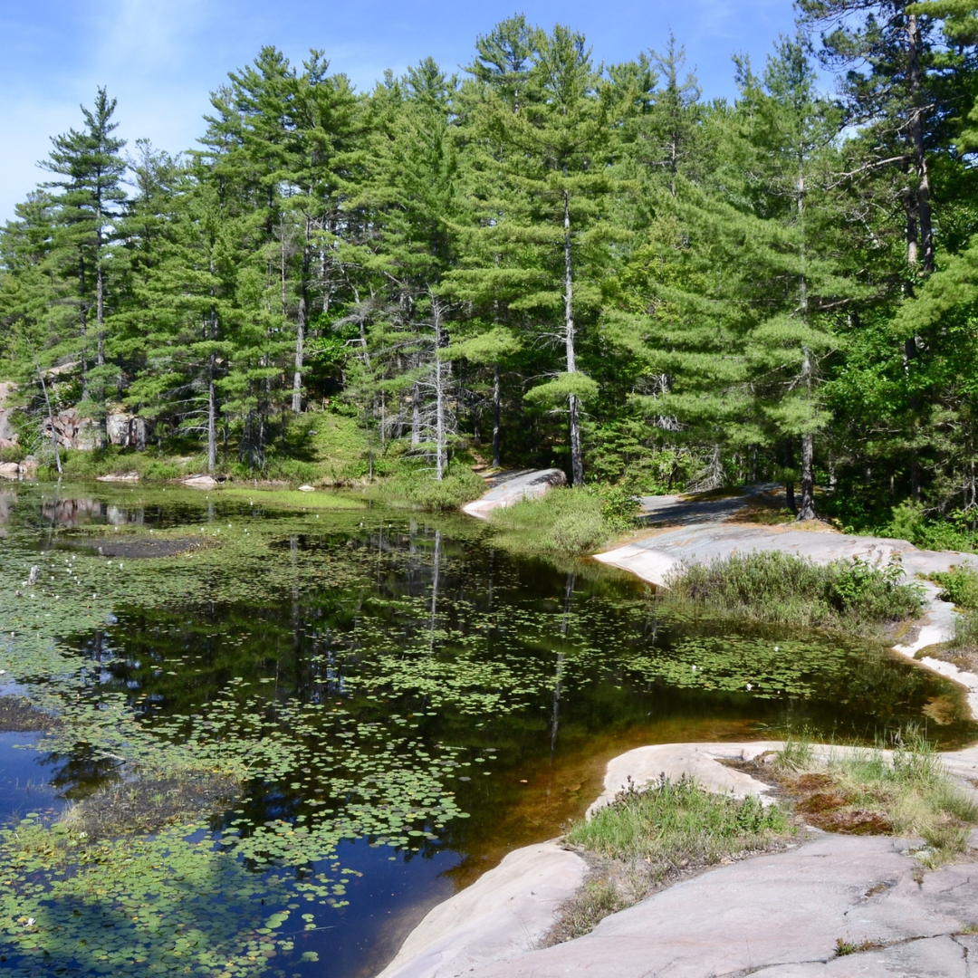 Eastern White Pine Tree Seeds-(Pinus strobus)
