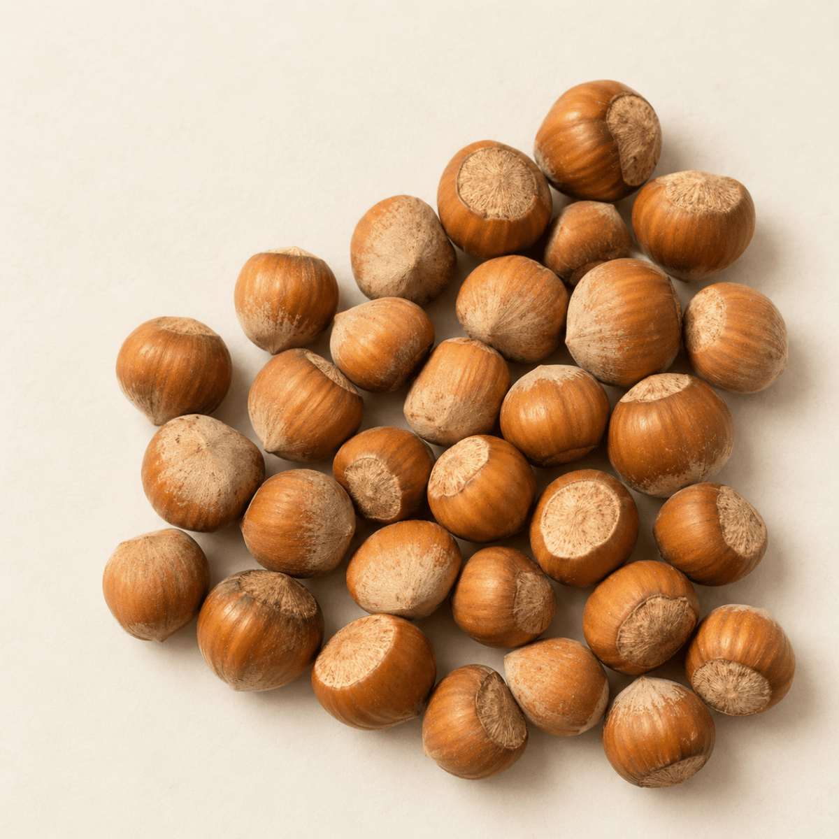 Filbert Hazelnut Tree Seeds | European Hazelnut | (Corylus avellana)