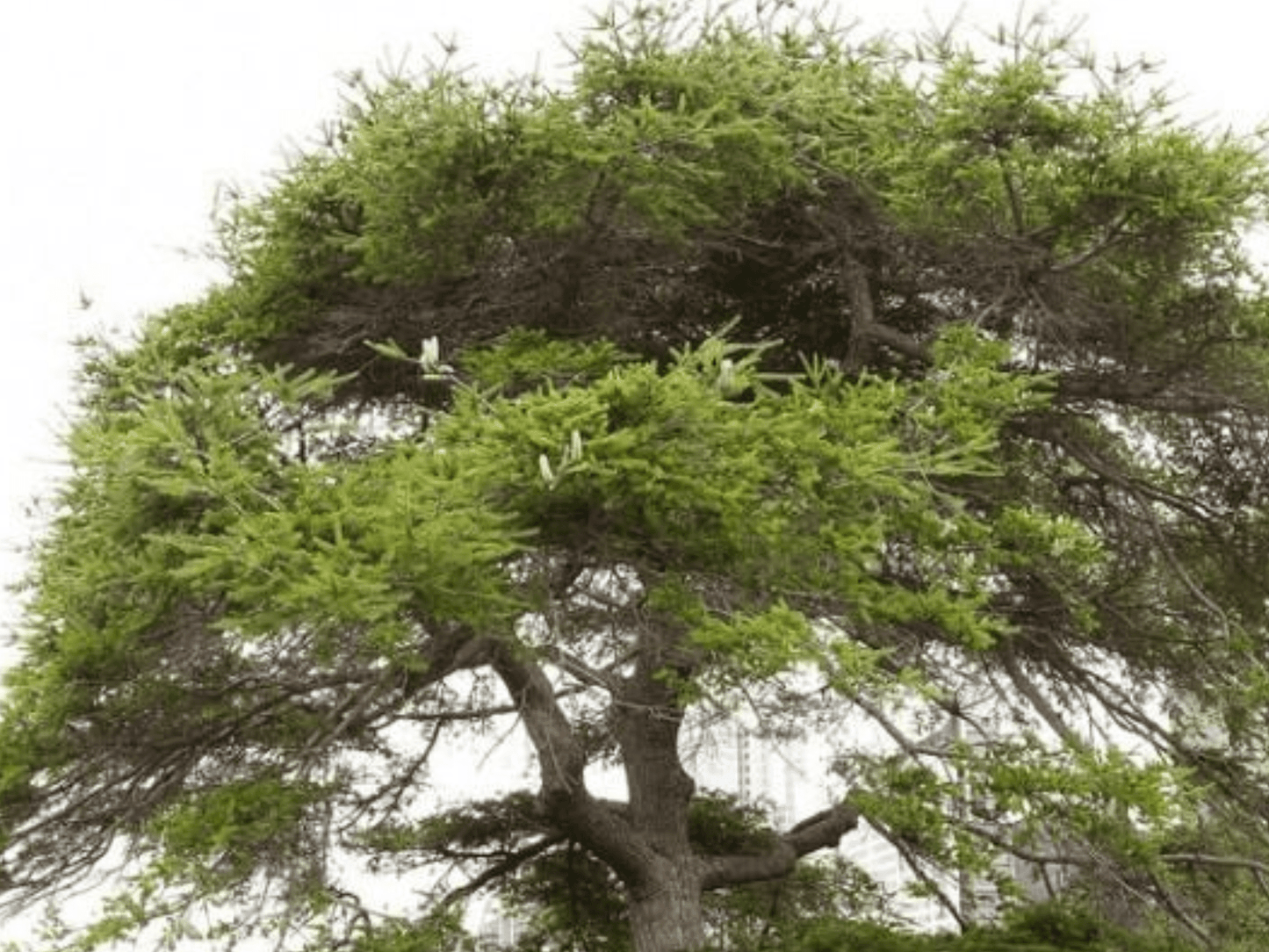 Mature Fortune’s Keteleeria tree with a broad evergreen canopy