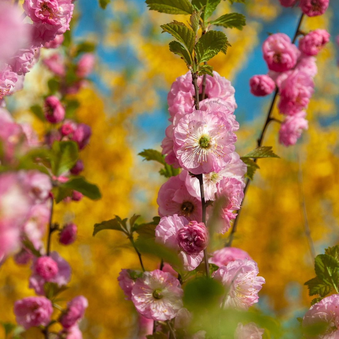 Flowering Almond Tree Seeds-(Prunus triloba)