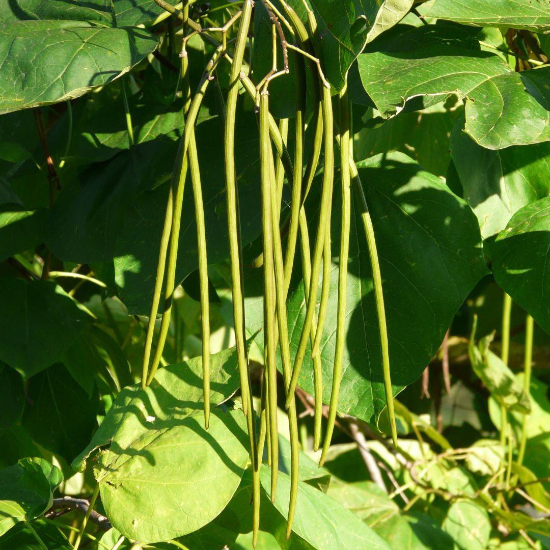 Southern Catalpa Tree Seeds-(Catalpa bignonioides)